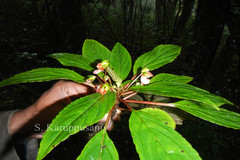 Impatiens viridiflora